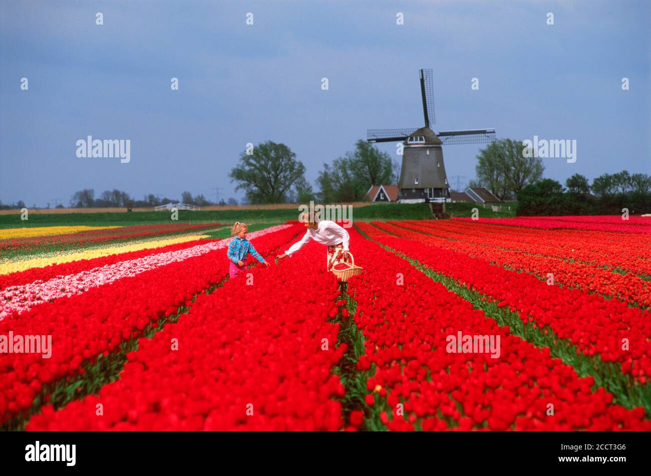 Mutter und Tochter im Bereich der roten Tulpen in den Niederlanden mit Windmühle Stockfoto
