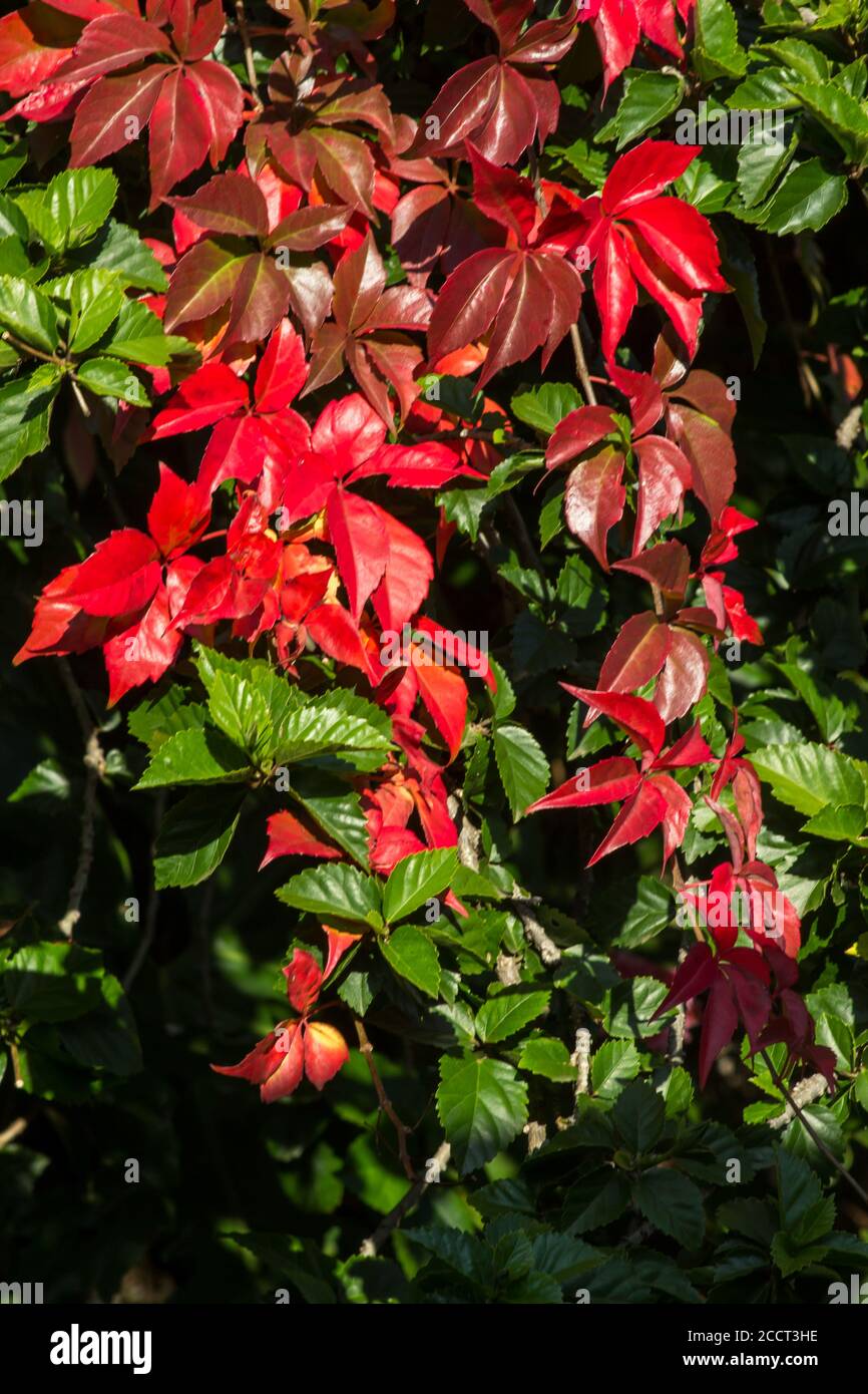 Eine Wand bedeckt mit scharlachroten, grünen und burgunderfarbenen Blättern eines Virginia-Kriechtieres, Parthenocissus quinquefolia, im Frühherbst Stockfoto