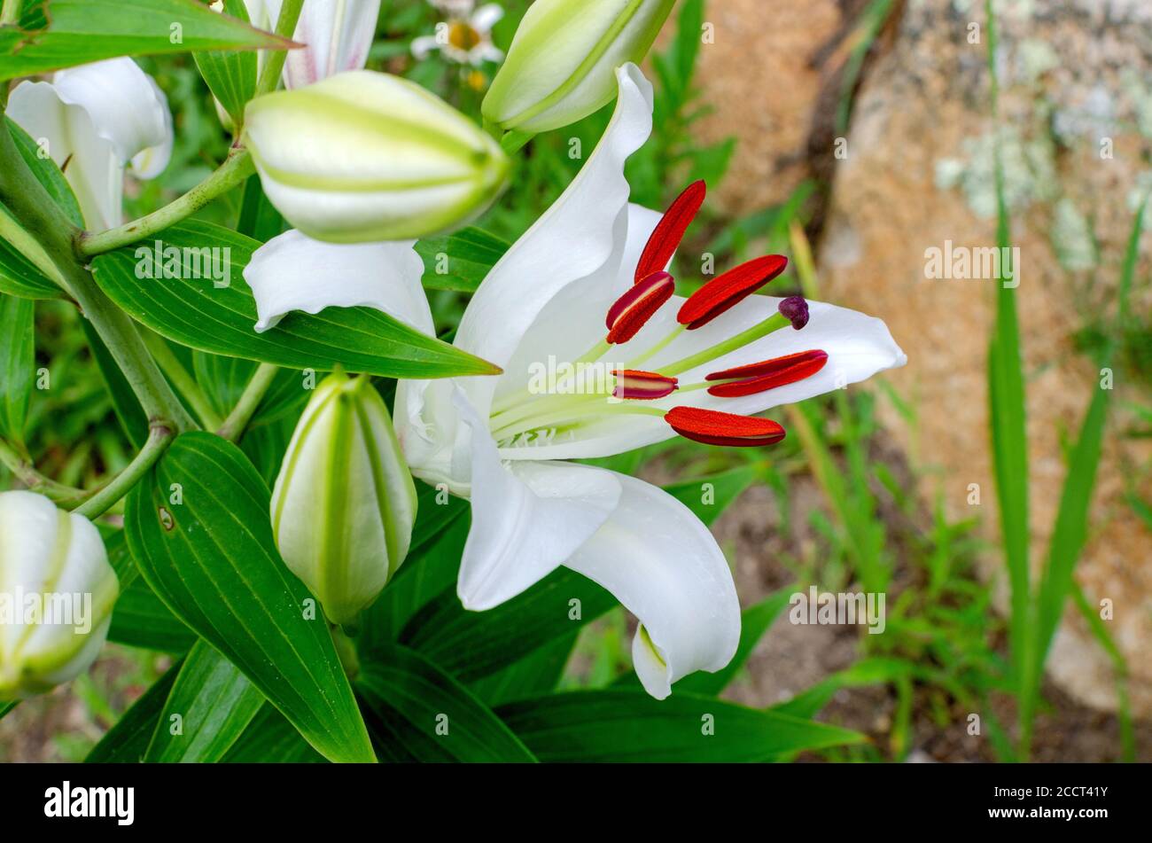 Schöne weiße Casablanca Lily, Lilium Oriental Casa Blanca, in Blüte Nahaufnahme mit leuchtend roten Staubgefäßen Stockfoto