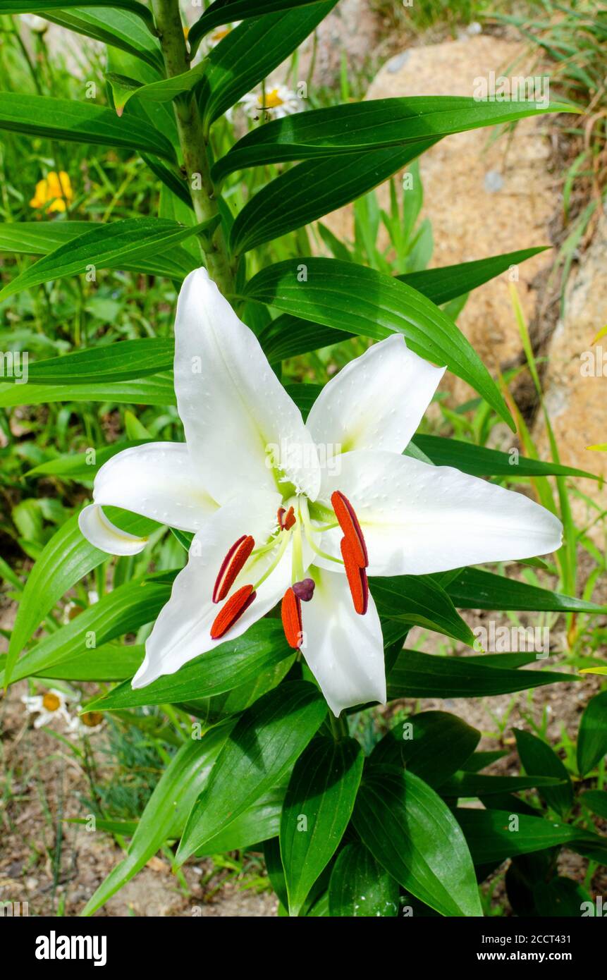 Schöne weiße Casablanca Lily, Lilium Oriental Casa Blanca, in Blüte Nahaufnahme mit leuchtend roten Staubgefäßen Stockfoto