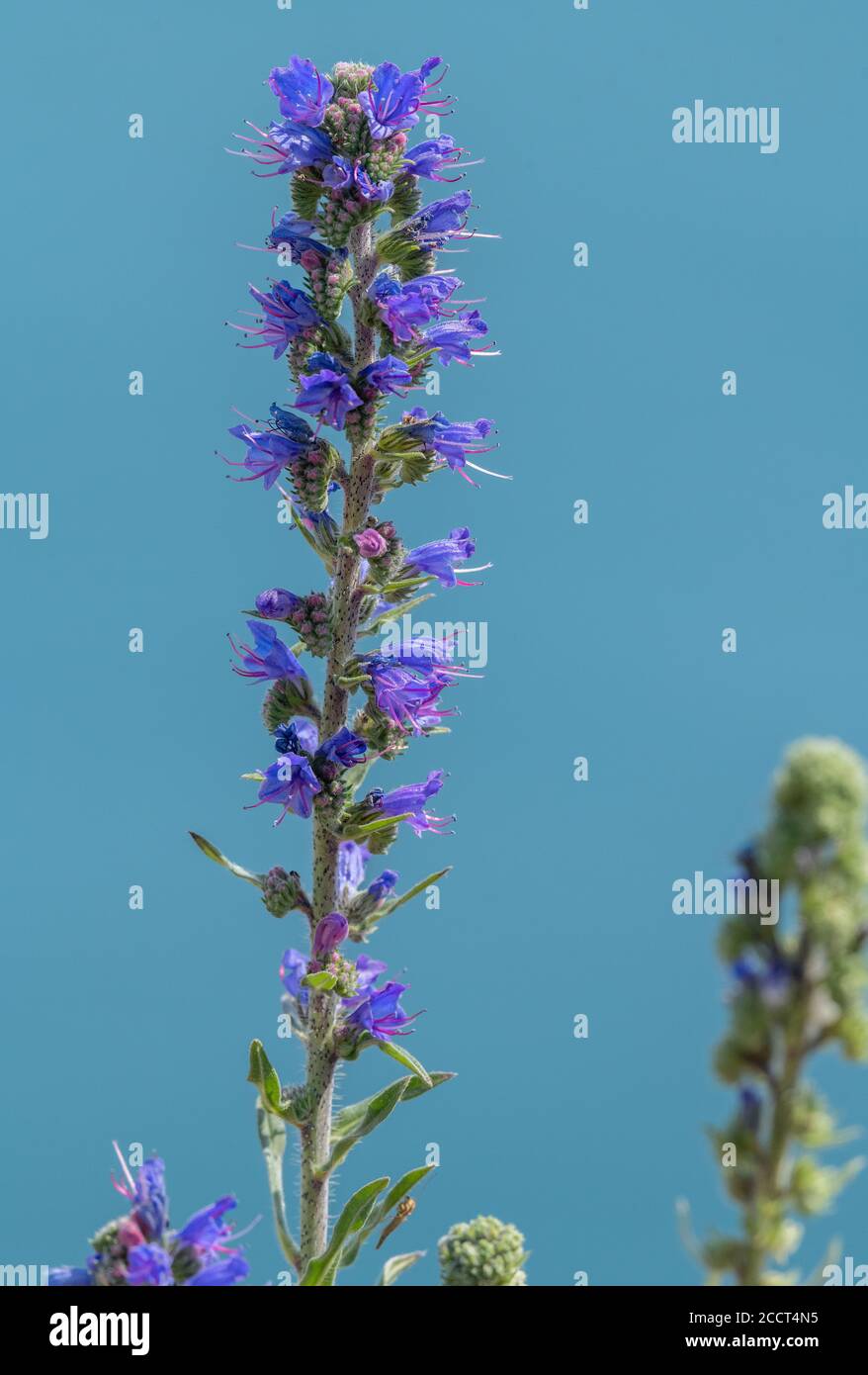 Viper's bugloss, Echium vulgare, blühend am Meer. Stockfoto