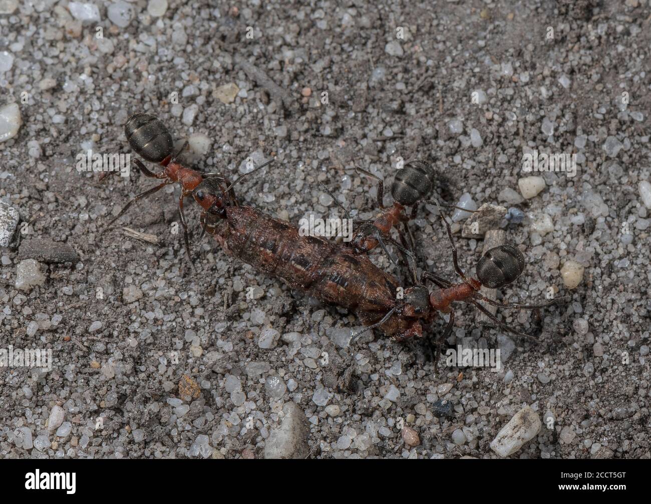 Holzamantarbeiter, die Raupe zum Nest tragen. Stockfoto