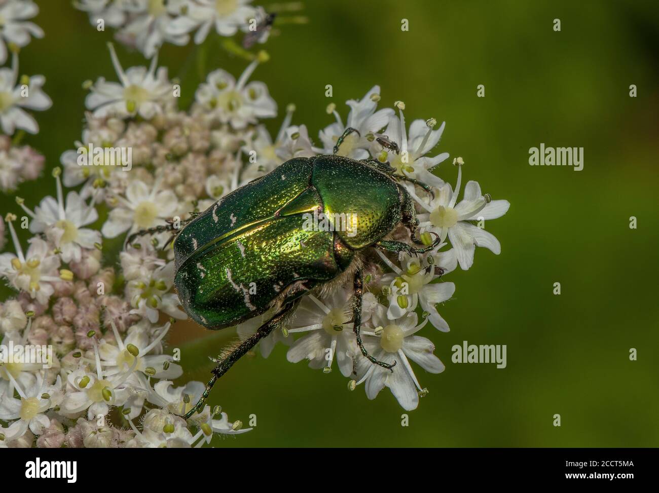 Rose Chafer, Cetonia aurata, Fütterung von Hogweed Blumen, Dorset. Stockfoto