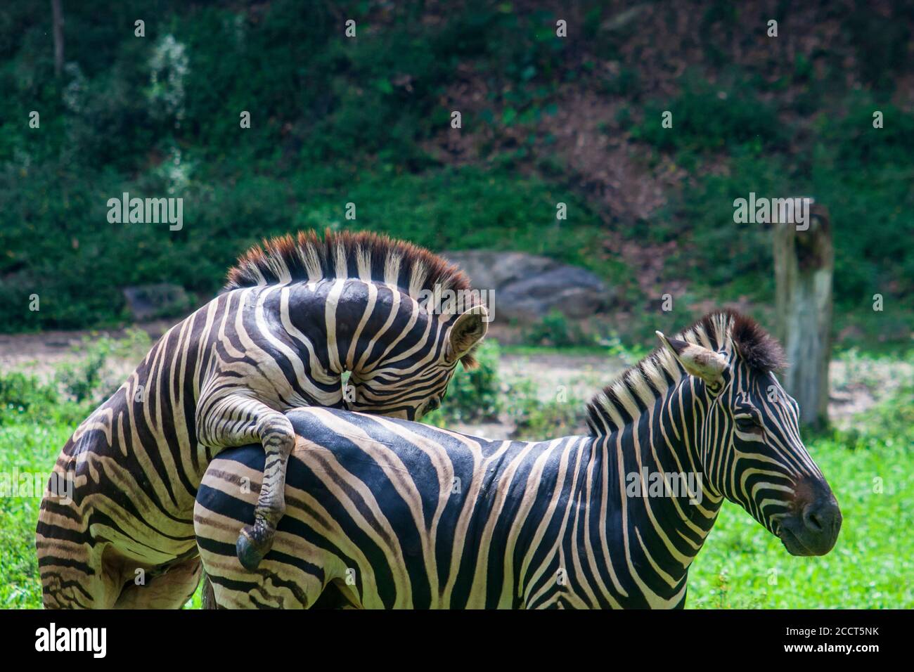 Paarungszebras auf tropischem Gebiet Stockfoto