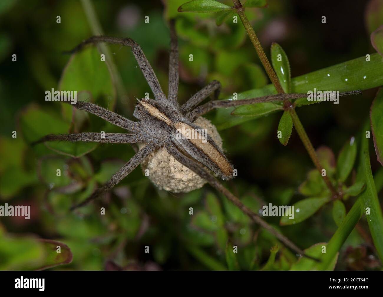 Weibliche Baumschule Netz Spinne, Pisaura mirabilis weiblich tragen Ei-Kokon. Dorset. Stockfoto