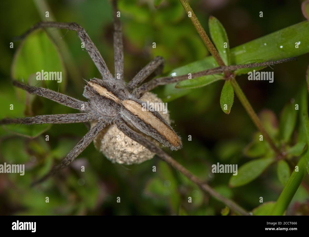 Weibliche Baumschule Netz Spinne, Pisaura mirabilis weiblich tragen Ei-Kokon. Dorset. Stockfoto