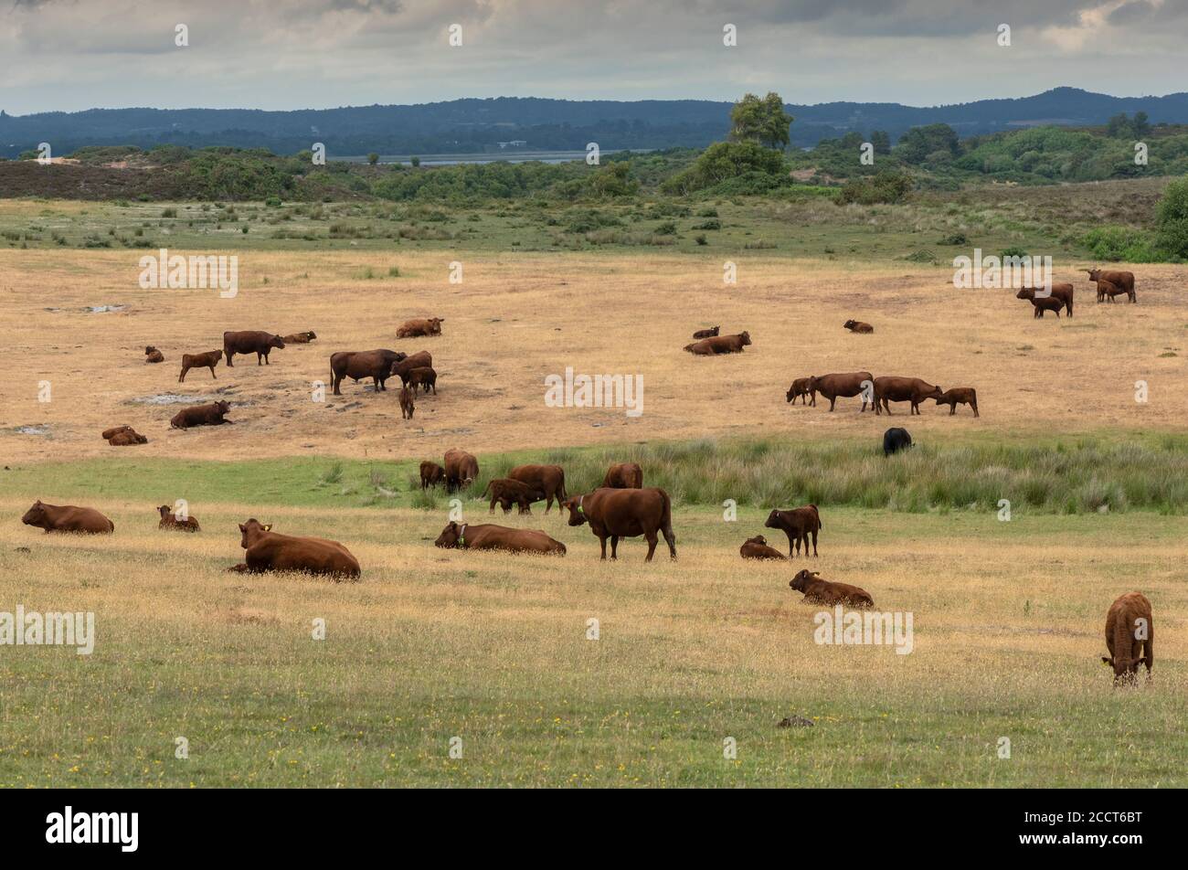 Red Devon Rinder, Herde weiden trockenen Weiden bei Hartland Moor, Purbeck, Dorset. Stockfoto