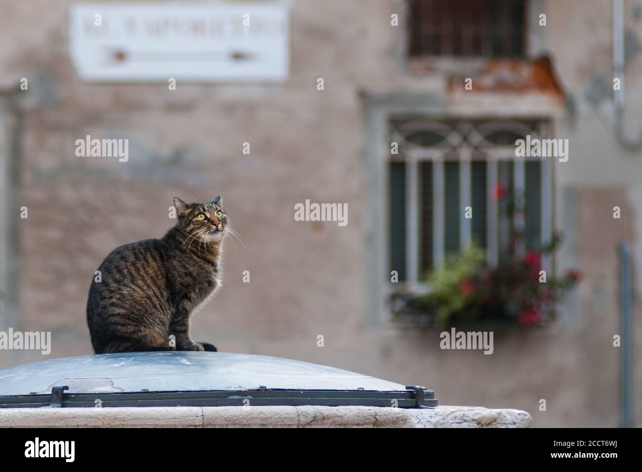 Eine wunderschöne Katze, die über einem typisch venezianischen Brunnen wohnt. Im Hintergrund Balkone mit Blumentöpfen. Stockfoto
