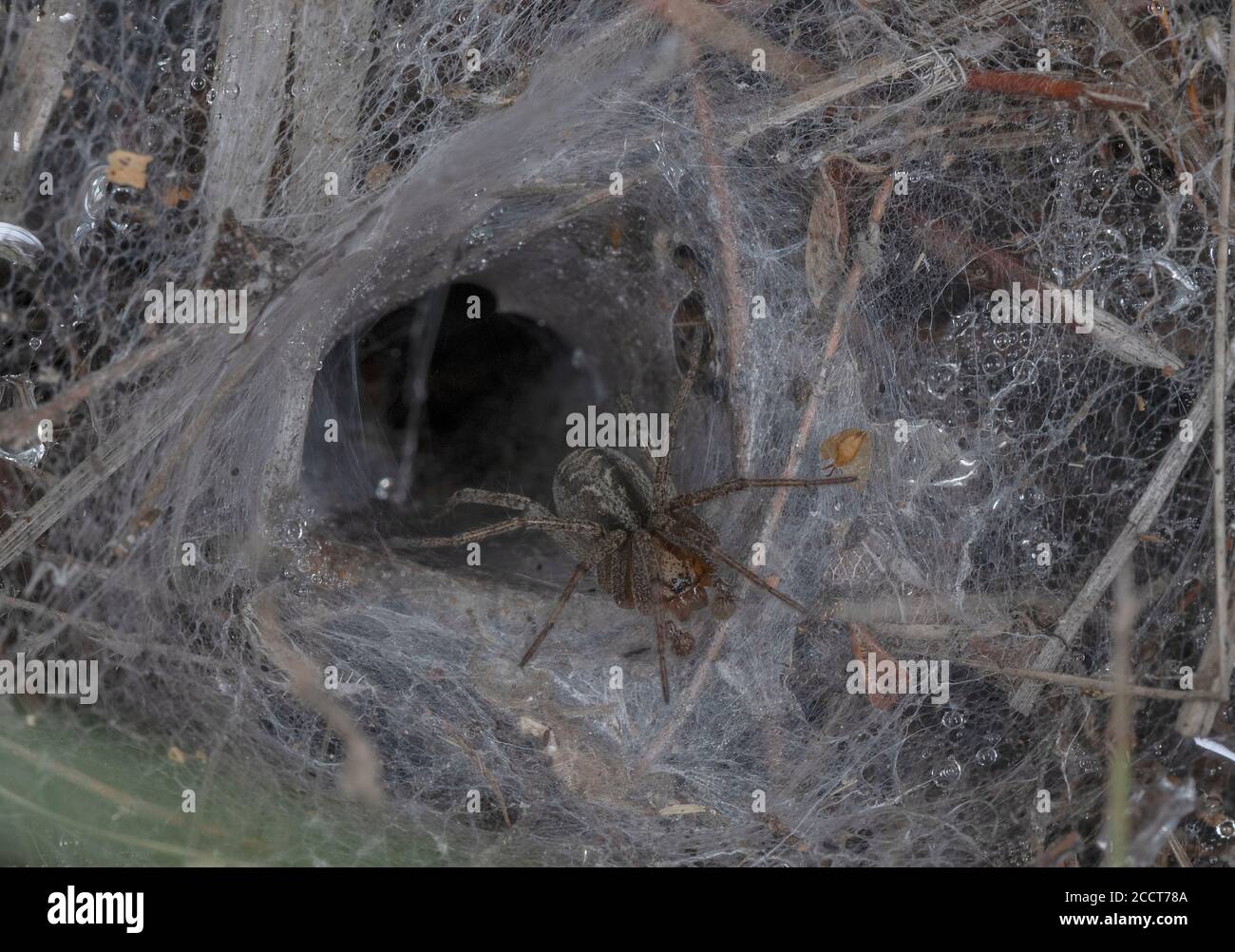 Labyrinth Spinne, Agelena labyrinthica; weiblich am Mund seines Trichternetzes. Dorset Heide. Stockfoto