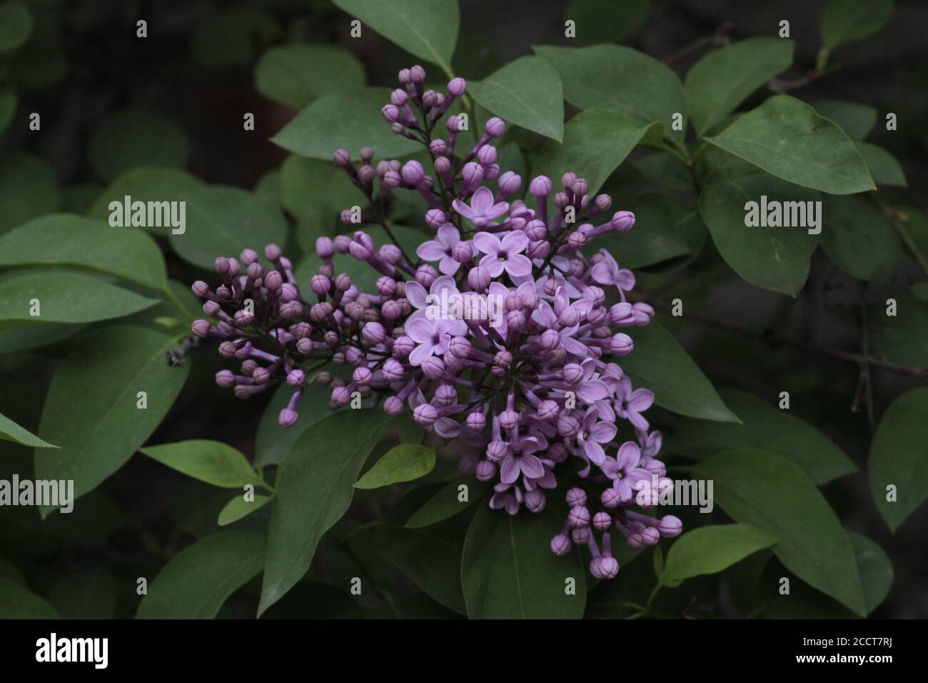 Frühling und blühende Flieder in meinem Garten. Mit dem Frühling wurden die Reben lebendig. Stockfoto