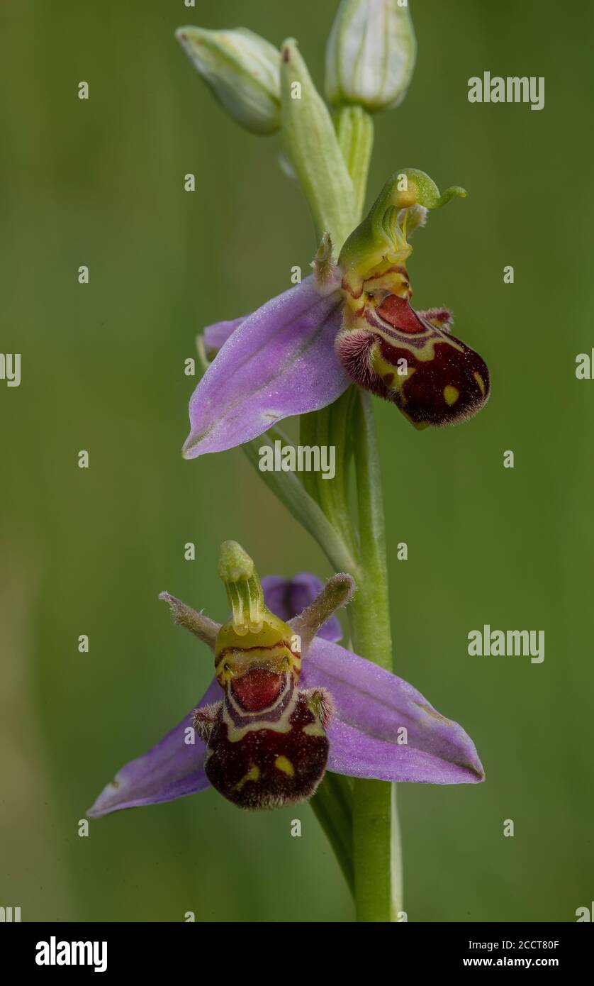 Blüten von Bee Orchid, Ophrys apifera in Blüte, auf Kalkstein Grasland, Dorset. Stockfoto