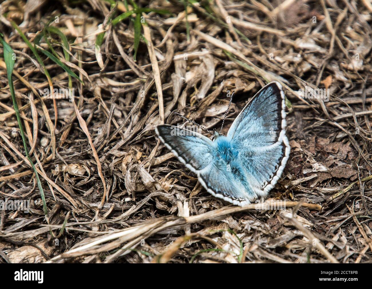 Blauer Schmetterling, Wissenschaftlicher Name: Polyommatus icarus, höhere Klassifikation: Polyommatus, Phylum: Arthropoda Stockfoto