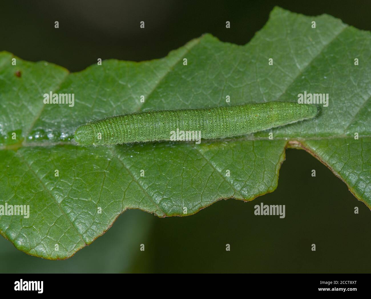 Raupe von Brimstone Schmetterling, Gonepteryx rhamni, auf Erle Sanddorn, Kreide im Unterland, Hants. Stockfoto
