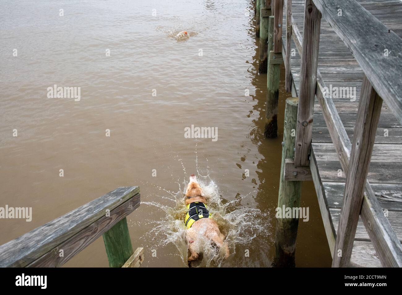 Senior Yellow Lab mit Mastzelltumoren, die nach ihrem Spielzeug in den Fluss springen Stockfoto