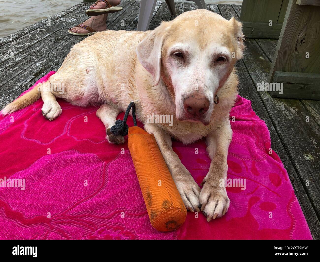 Eine Krebserkrankung-Überlebende entspannt sich auf ihrem Handtuch, nachdem sie am Fluss Fetch gespielt hat. Cass hat mehrere Mastzelltumoren und hat immer noch Spaß Stockfoto
