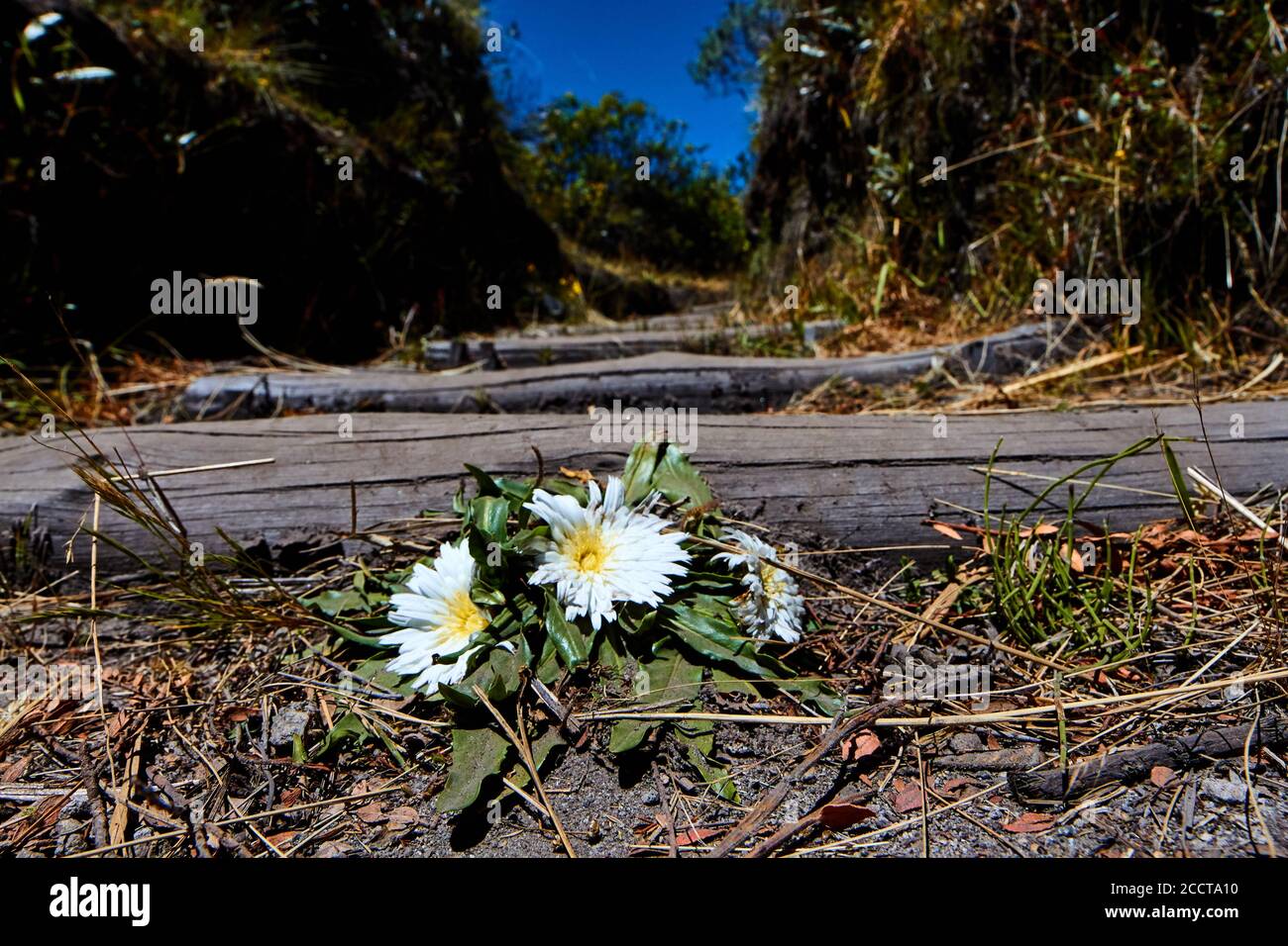 Weiße Gänseblümchen auf einer natürlichen Treppe angebaut. Dieses Foto wurde während des Ringspaziergangs um die Lagune von Cuicocha in Ecuador aufgenommen. Stockfoto