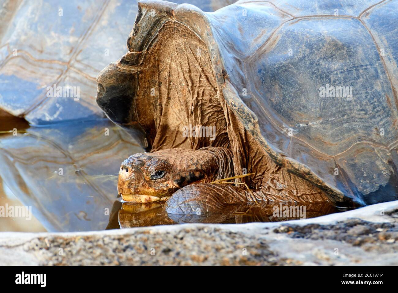Riesenschildkröte im Wasser entspannen im Charles Darwin Research Center, Galapagos, Ecuador Stockfoto