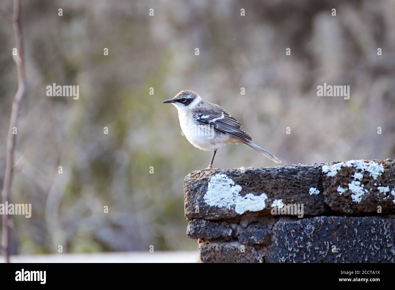 Vogel an einer Wand, Santa Cruz, Galapagos, Ecuadr Stockfoto