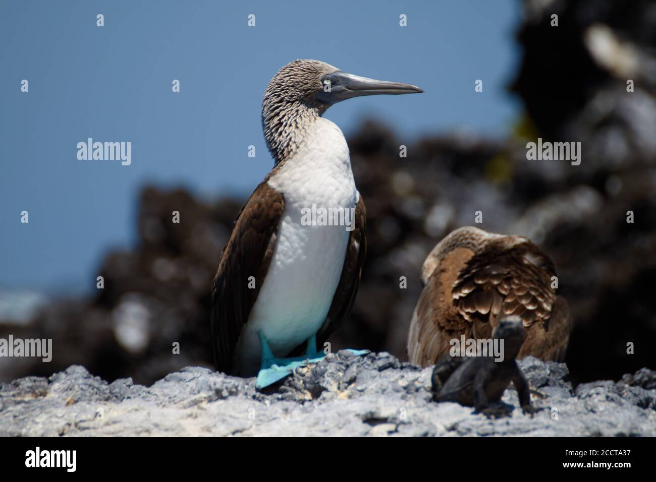 Blaufüßige Boobies auf schwarzem Rock in Galapagos, Ecuador Stockfoto