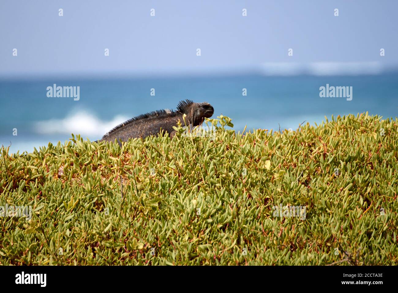 Marine-Leguan im Gras und der Hintergrund der Oceas in Santa Cruz, Galapagos (Ecuador) Stockfoto