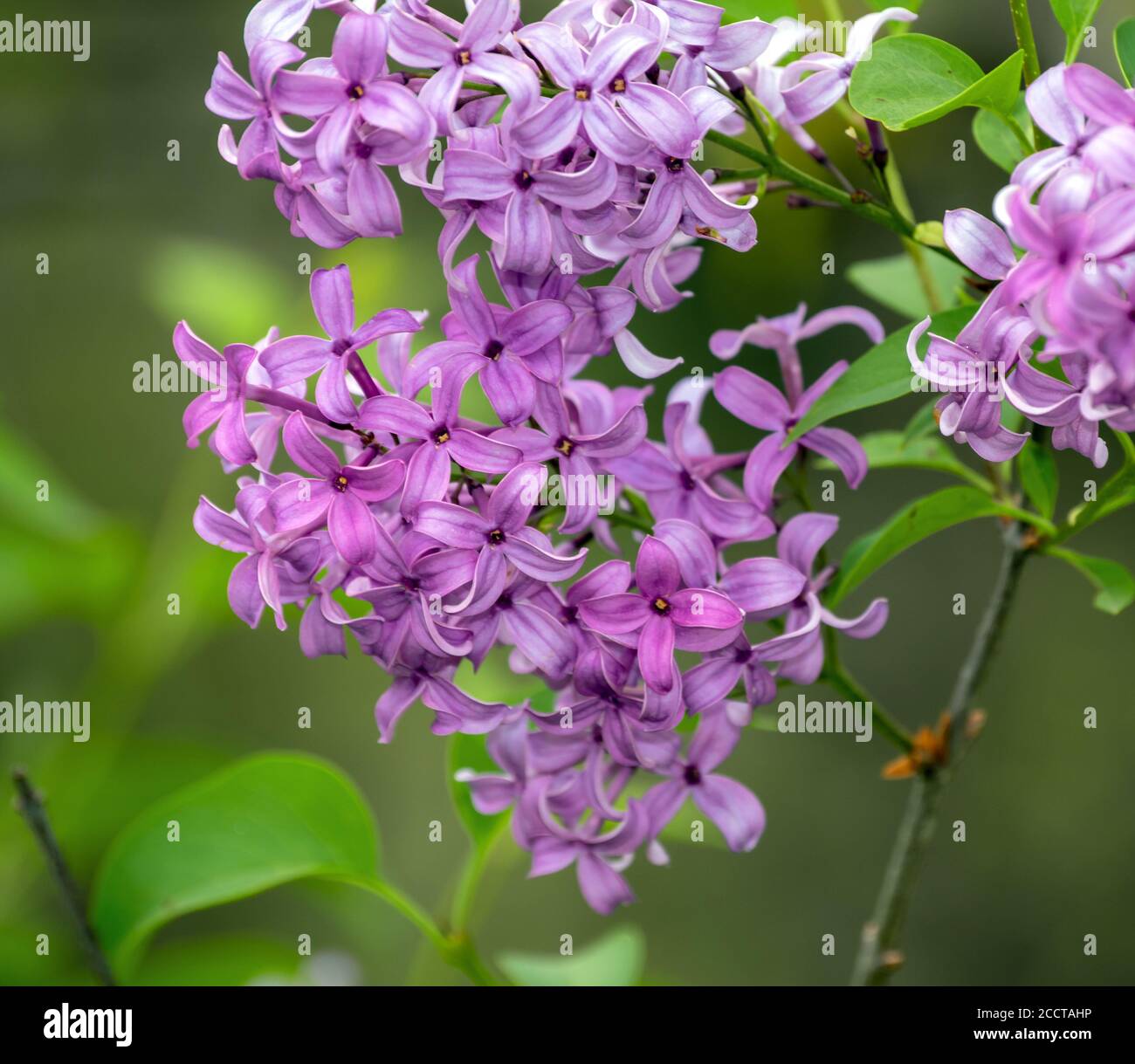 Zarte Blütenblätter eines gemeinen Fliederbusches sind weich und ziehen das Auge vor einem unfokussierten Hintergrund an, der den Frühling in Missouri begrüßt. Stockfoto