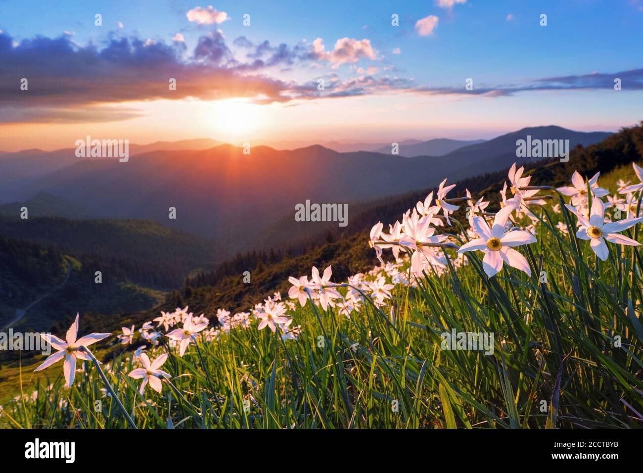 Schöne Narzissen Blumen. Der Sonnenuntergang mit Strahlen erhellt den Horizont. Himmel mit Wolken. Hohe Berge im Dunst. Hintergrund des Sommerhintergrunds. Entfällt Stockfoto