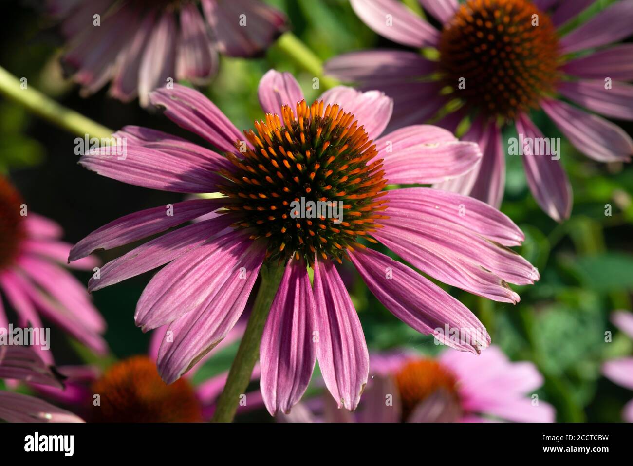Echinacea purpurea, Blumenkopf von Echinacea purpurea var. Serotina oder Eastern Purple Coneflower oder Magnus Blumenkopf Stockfoto