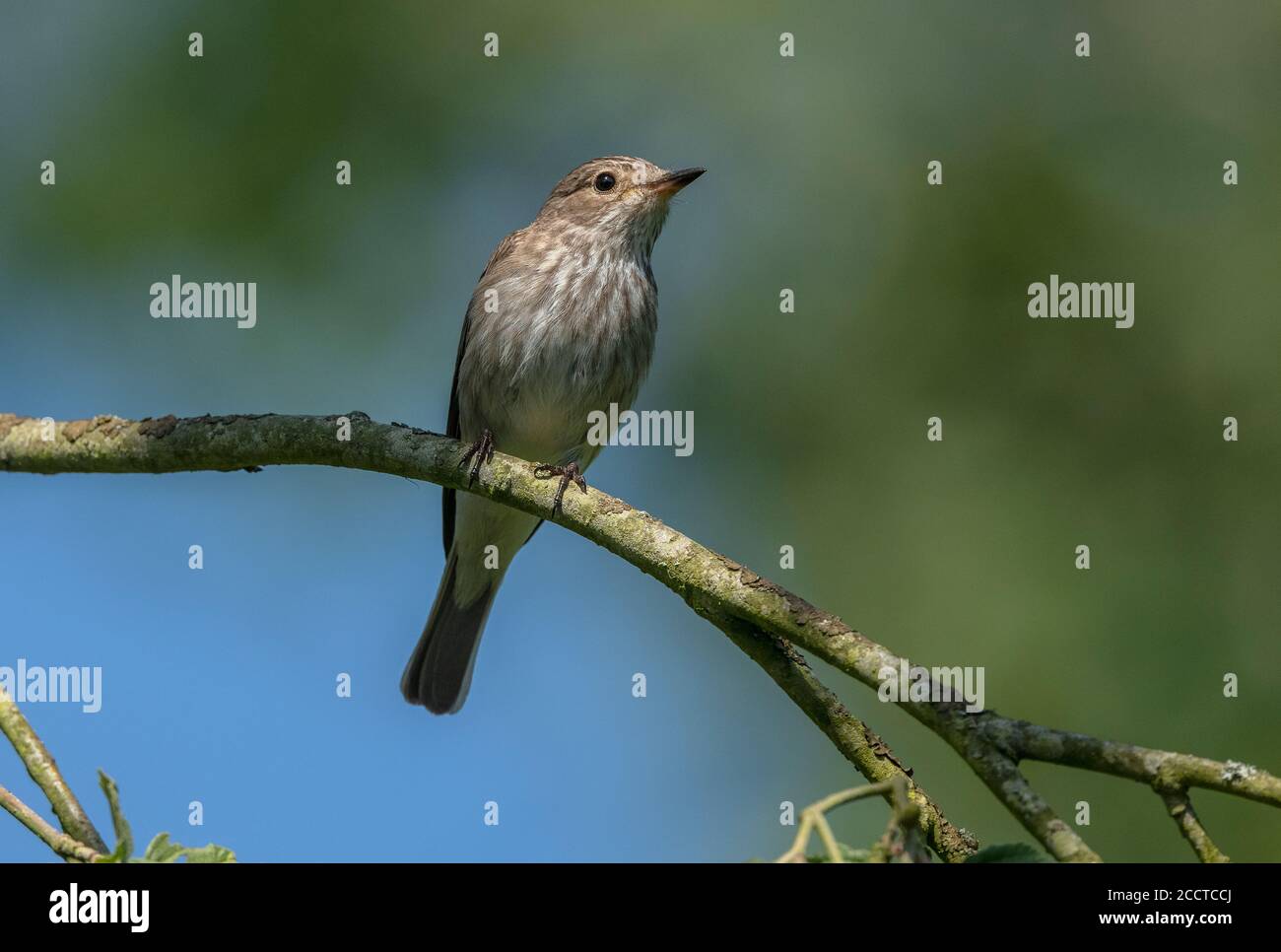 Gefleckter Fliegenfänger, Muscicapa striata, auf Zweig in der Nähe des Nestes gehockt. Stockfoto