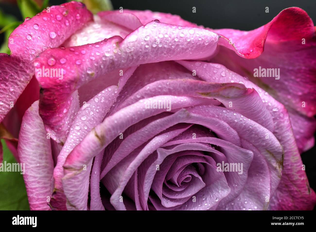 Makrofotografie mit Blumen Stockfoto