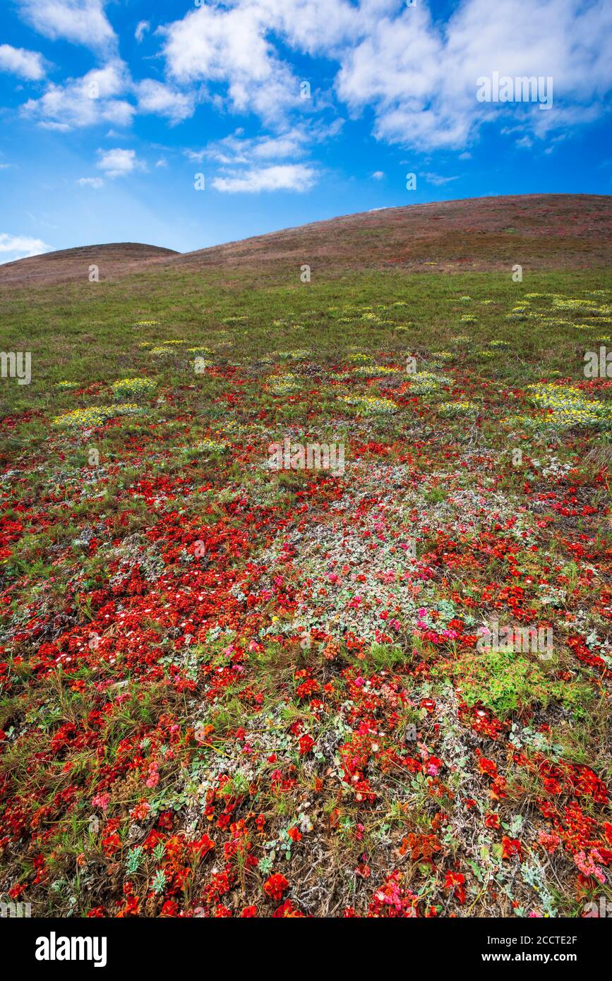 Wildflowers Carrington Point Trail, Santa Rosa Island, Channel Islands National Park, California USA Stockfoto