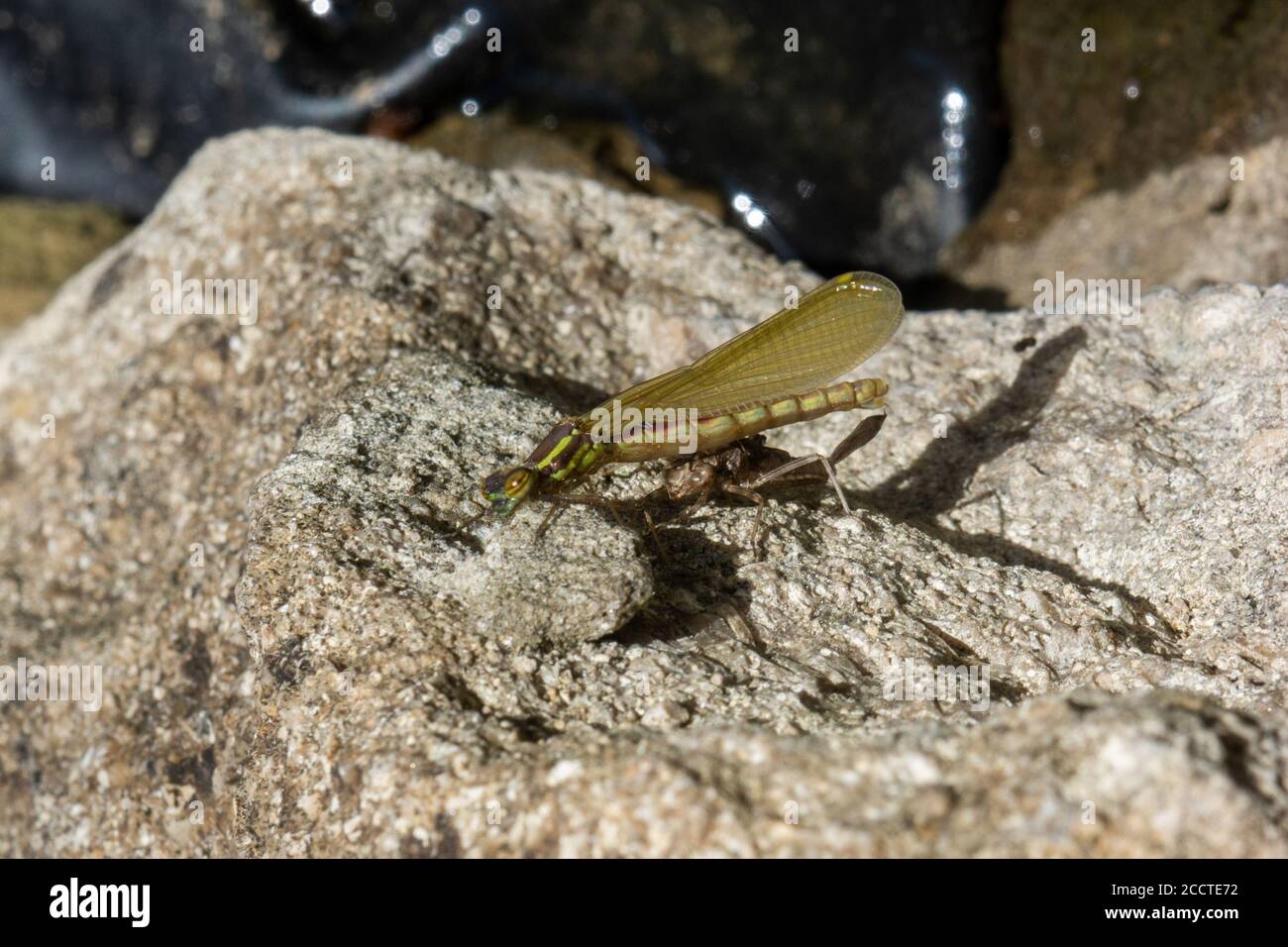 10 von 10 in Folge EINE große rote Damselfliege Pyrrhosoma Nymphula völlig aufgetaucht mit Flügeln völlig unkomprimiert und Abdomen beginnend Um Farbe zu entwickeln Stockfoto