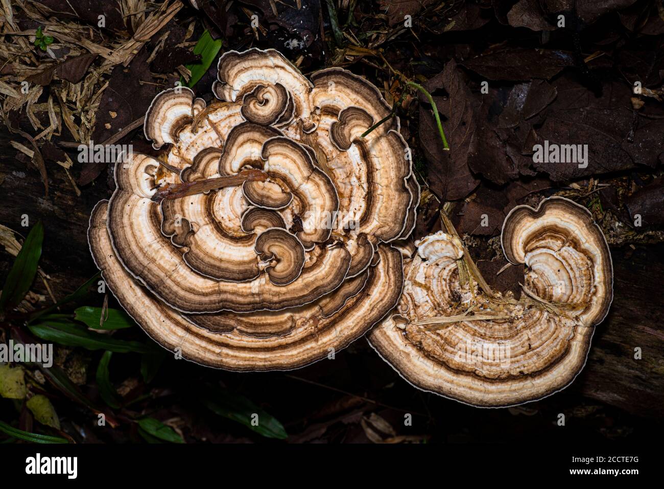 Klammer-Pilze Stockfoto
