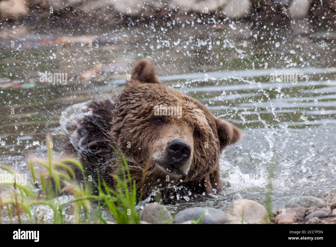 Ein großer Grizzlybär schüttelt Kopf und Hals in einem Teich und sendet Wassertropfen in alle Richtungen. Stockfoto