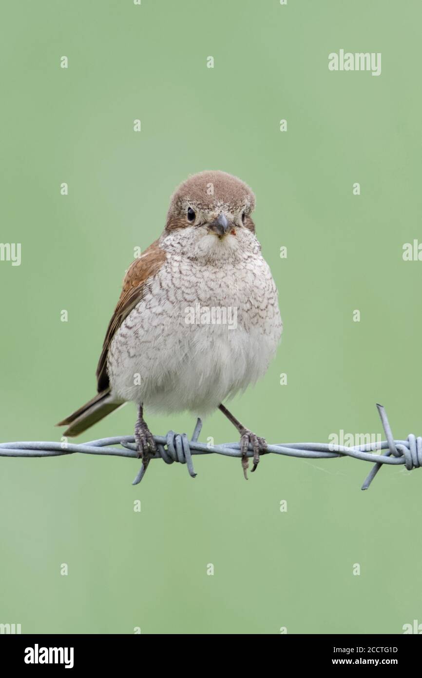 Rotrückenwürger ( Lanius collurio ), Weibchen neben jungen Jungfellen auf Stacheldraht thront, Pflege für Küken, sieht niedlich und lustig, Tierwelt, Europ Stockfoto