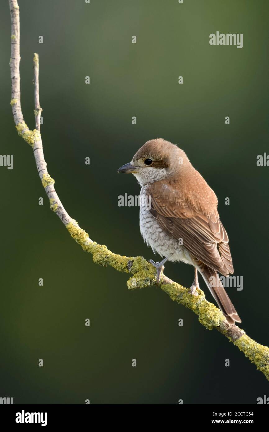 Rotrückenwürger ( Lanius collurio ), erwachsenes Weibchen, auf einem trockenen Holunderzweig sitzend, auf der Suche nach Beute, Wildtieren, Europa. Stockfoto