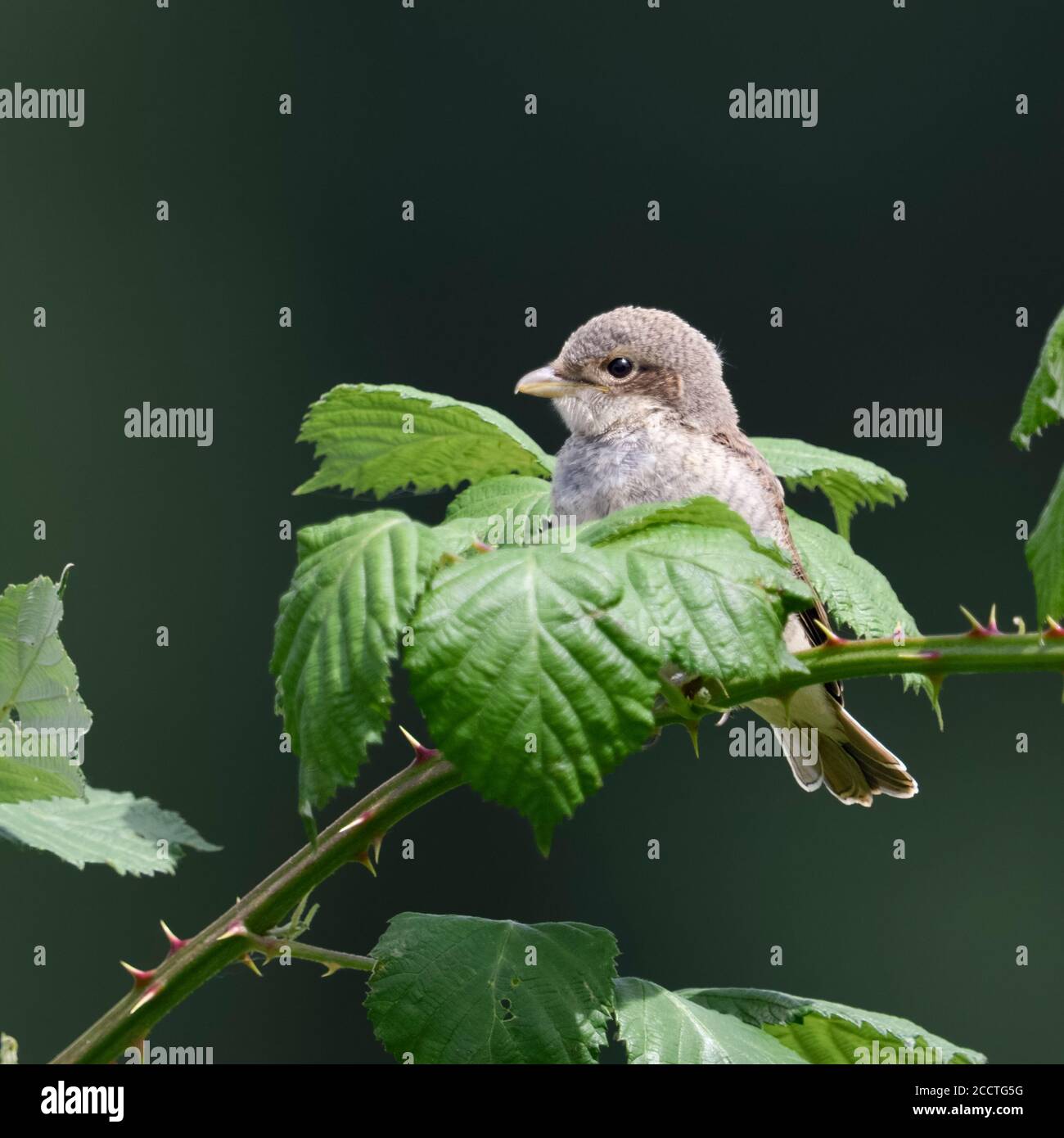 Rotrückenwürger ( Lanius collurio ), gerade flügges Küken, auf einem Brombeerbusch thront, versteckt zwischen Blättern, frontale Seitenansicht, sieht niedlich aus, wildlif Stockfoto