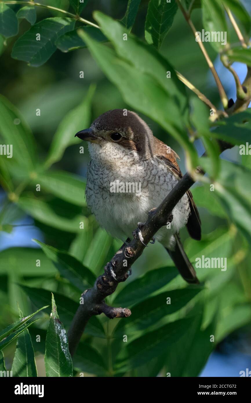 Rotrückenwürger ( Lanius collurio ), erwachsenes Weibchen, in einem Baum sitzend, Jagd nach Beute, beobachten, detaillierte Nahaufnahme, schönes Licht, Tierwelt, Europa. Stockfoto