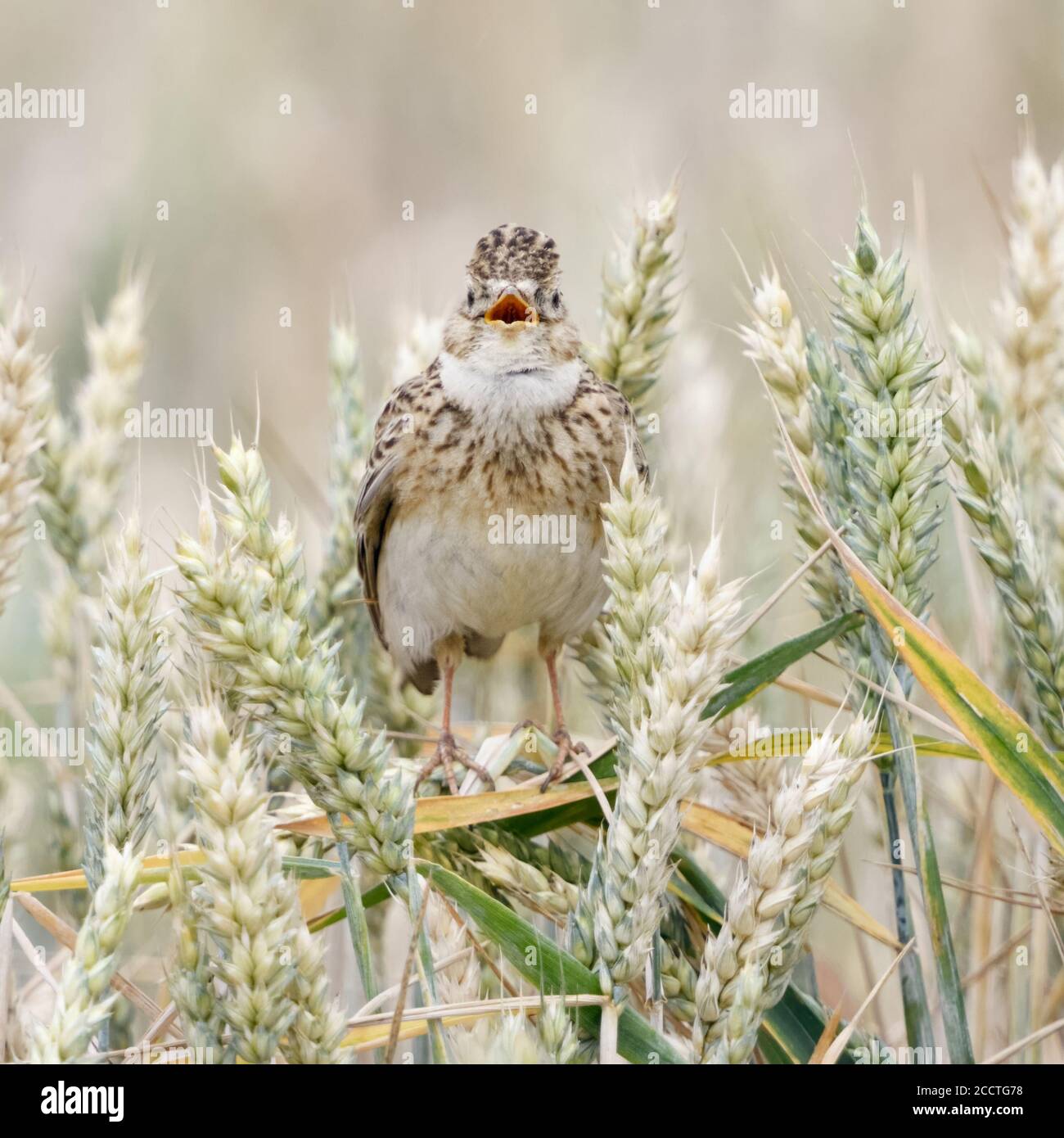 Skylark ( Alauda arvensis ) Singen in einem Weizenfeld, auf Weizenpflanzen, einer der beliebtesten Singvögel, Tierwelt, Europa thront. Stockfoto