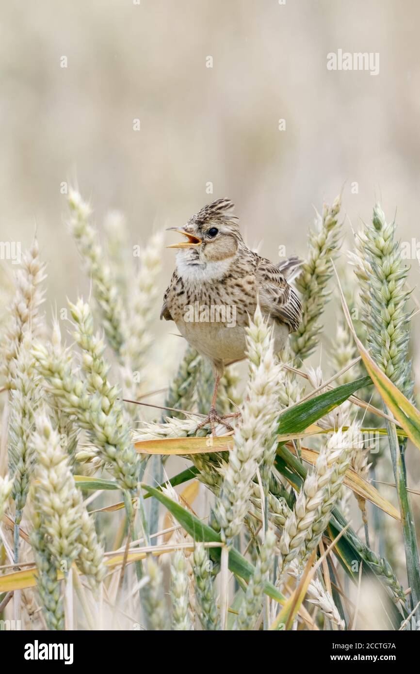 Skylark ( Alauda arvensis ) Gesang in einem Weizenfeld, auf Weizenpflanzen, angehoben Kamm, typisch songbird von offenem Land, Tierwelt, Europa. Stockfoto