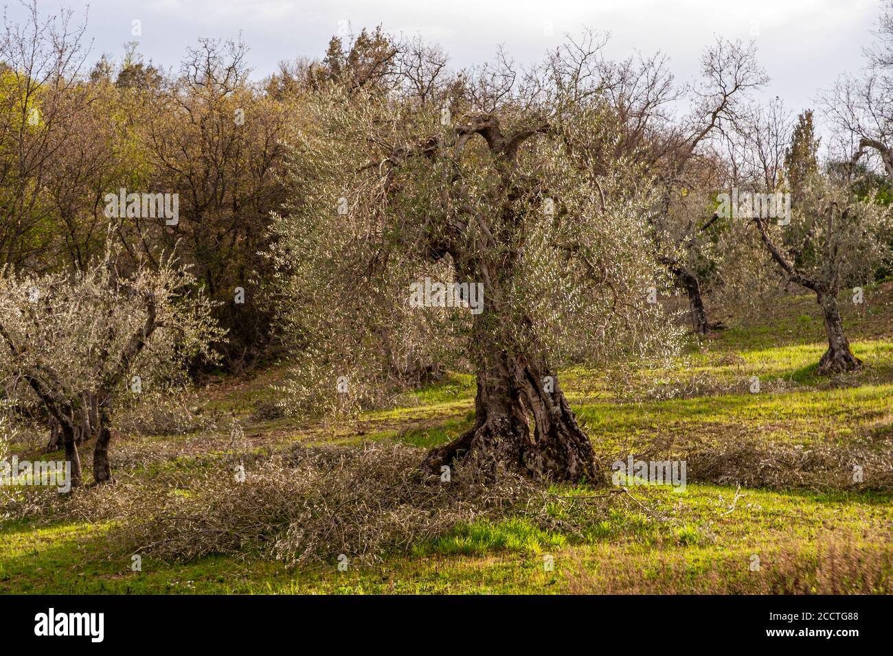 Olivenhain in der Toskana. Unione dei Comuni Amiata Val d'Orcia, Italien Stockfoto