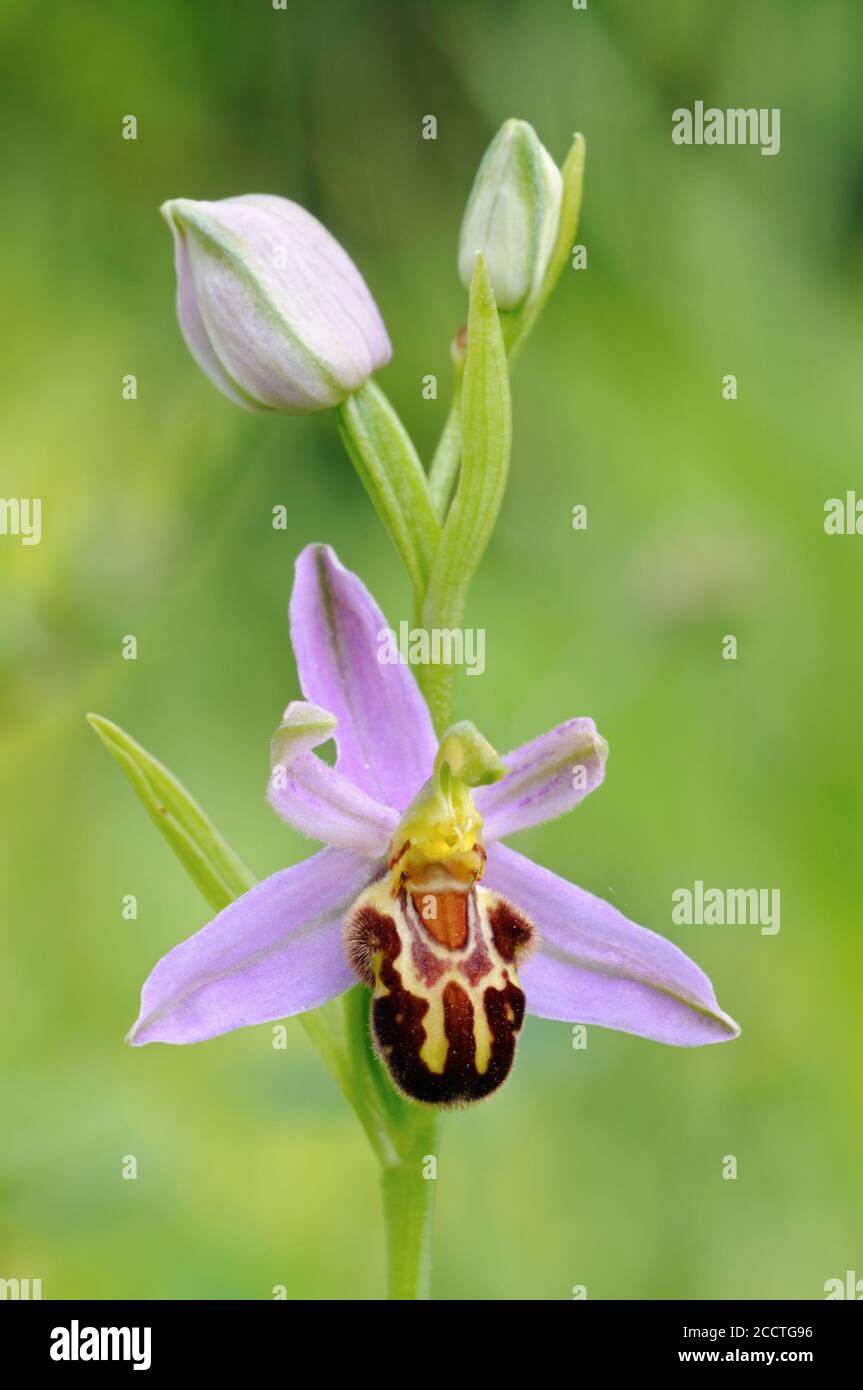 Bienenorchidee (Ophrys apifera), Nahaufnahme, Blütenstand, Blütenblüte, Wildorchidee, einheimische Arten, Tierwelt, Europa. Stockfoto