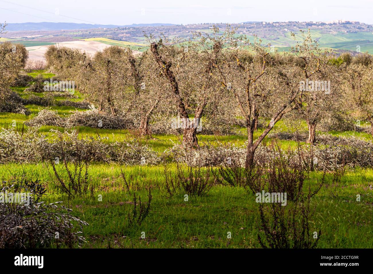 Olivenhain in der Toskana. Unione dei Comuni Amiata Val d'Orcia, Italien Stockfoto