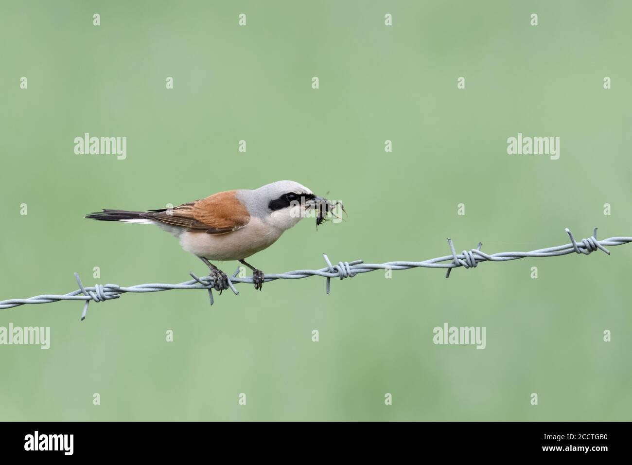 Rotrückenwürger / Neuntoeter ( Lanius collurio ), Männchen mit Beute im Schnabel, Jagderfolg, auf Stacheldraht thront, weicher grüner Hintergrund, Wildli Stockfoto