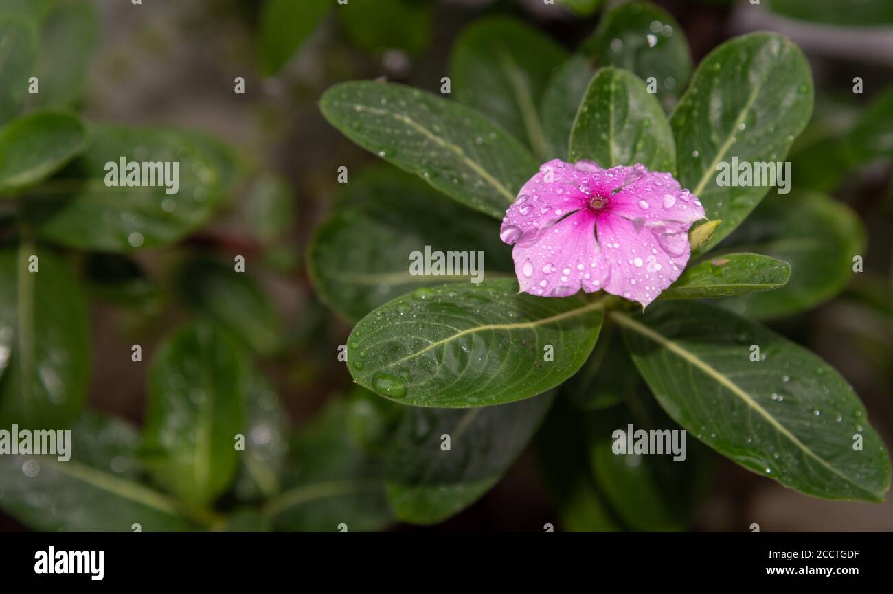 Küssende Blumen (Psychotria elata). Landschaftsbau und Gartenbau. Botanische Exemplare. Die Kuss-Blume ist ein Strauch, der vor allem für seine Aufmerksamkeit erregt Stockfoto