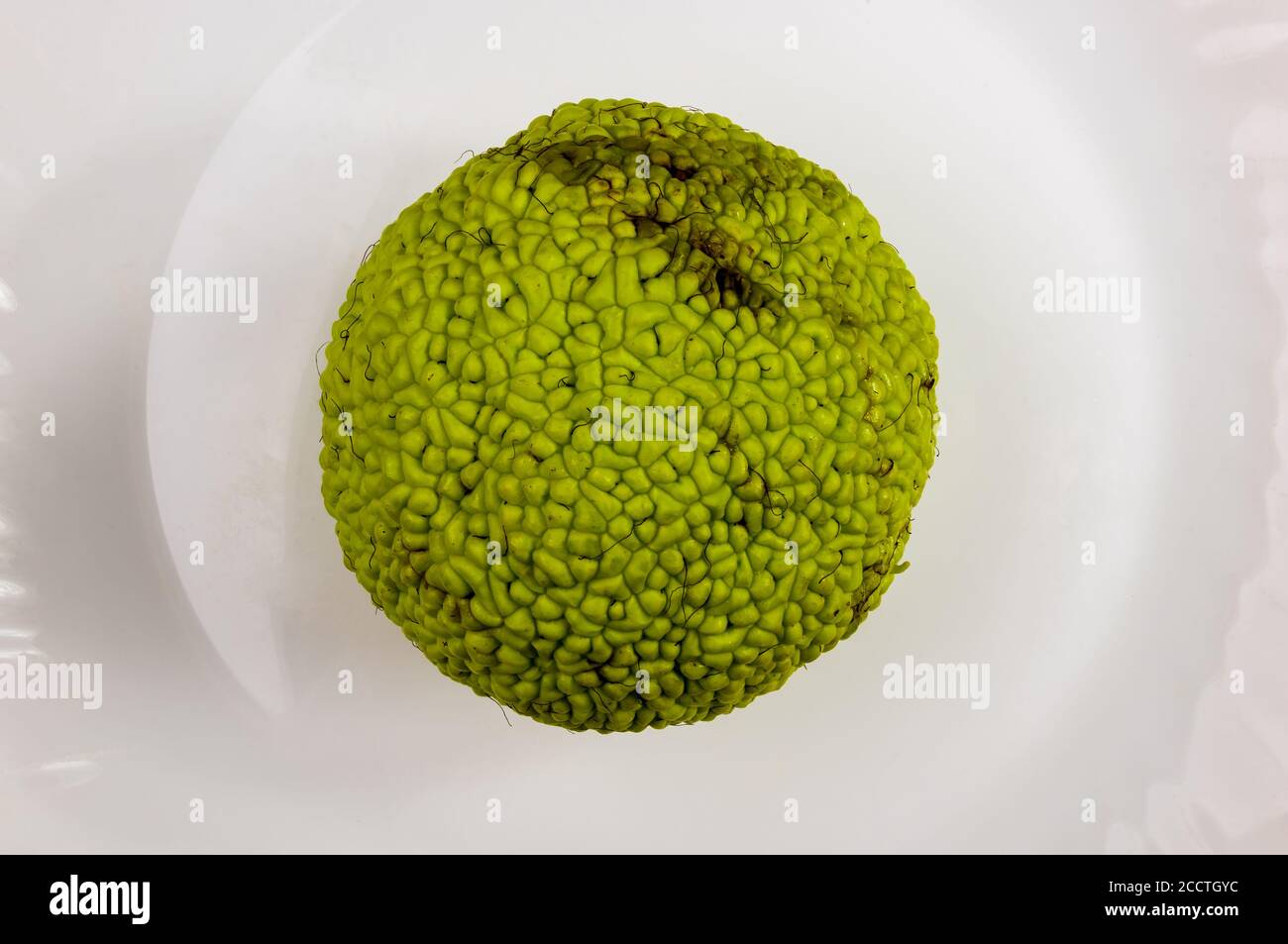 Grüne Früchte von Maclura pomifera, osage Orange, Pferd Apfel, adam Apfel wachsen auf weißem Holztisch Stockfoto