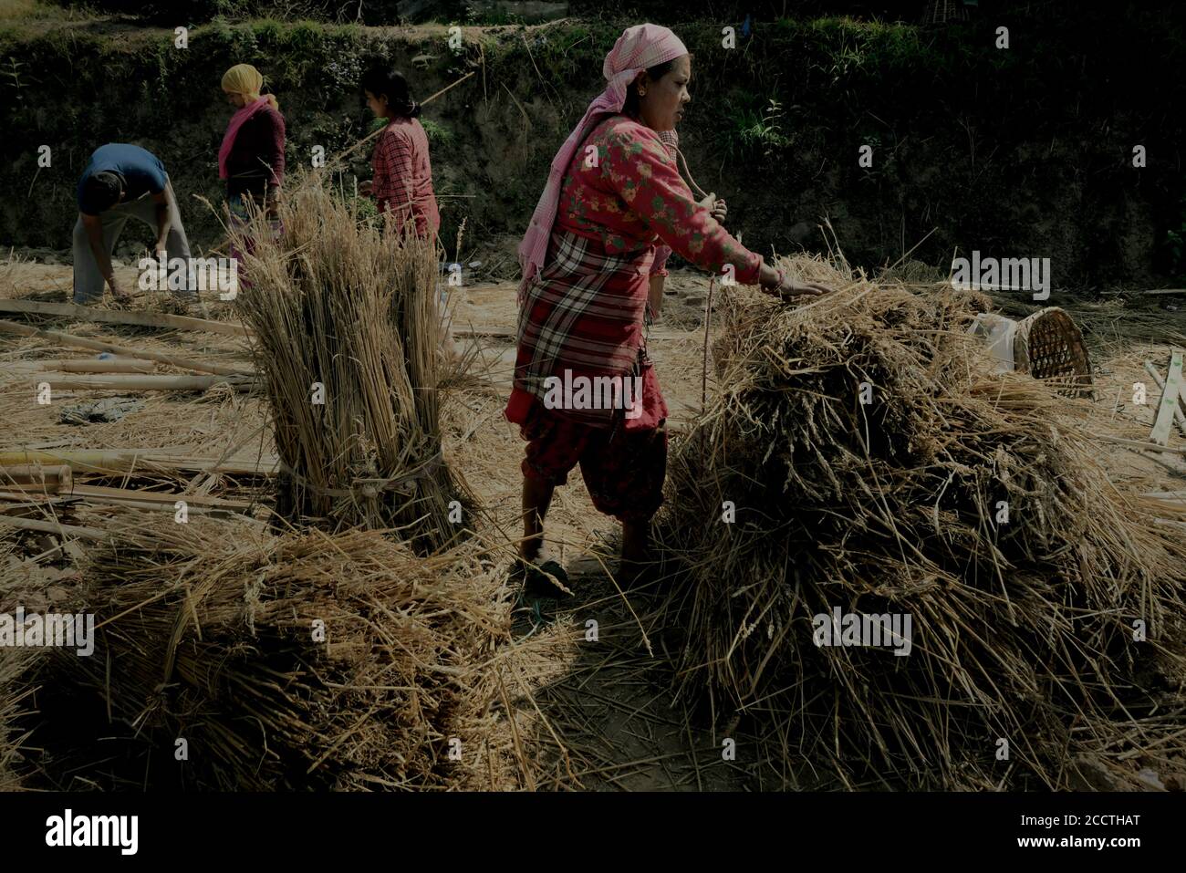 Frauen stapeln trockene Weizengräser am Stadtrand von Bhaktapur, Bagmati Pradesh Provinz, Nepal. Stockfoto