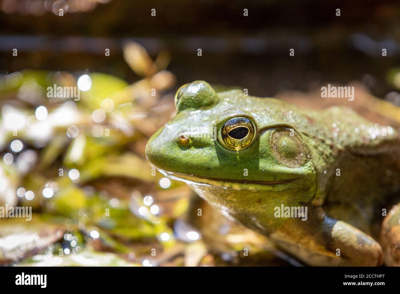 Große Erwachsene amerikanische Bullfrog Nahaufnahme Stockfoto