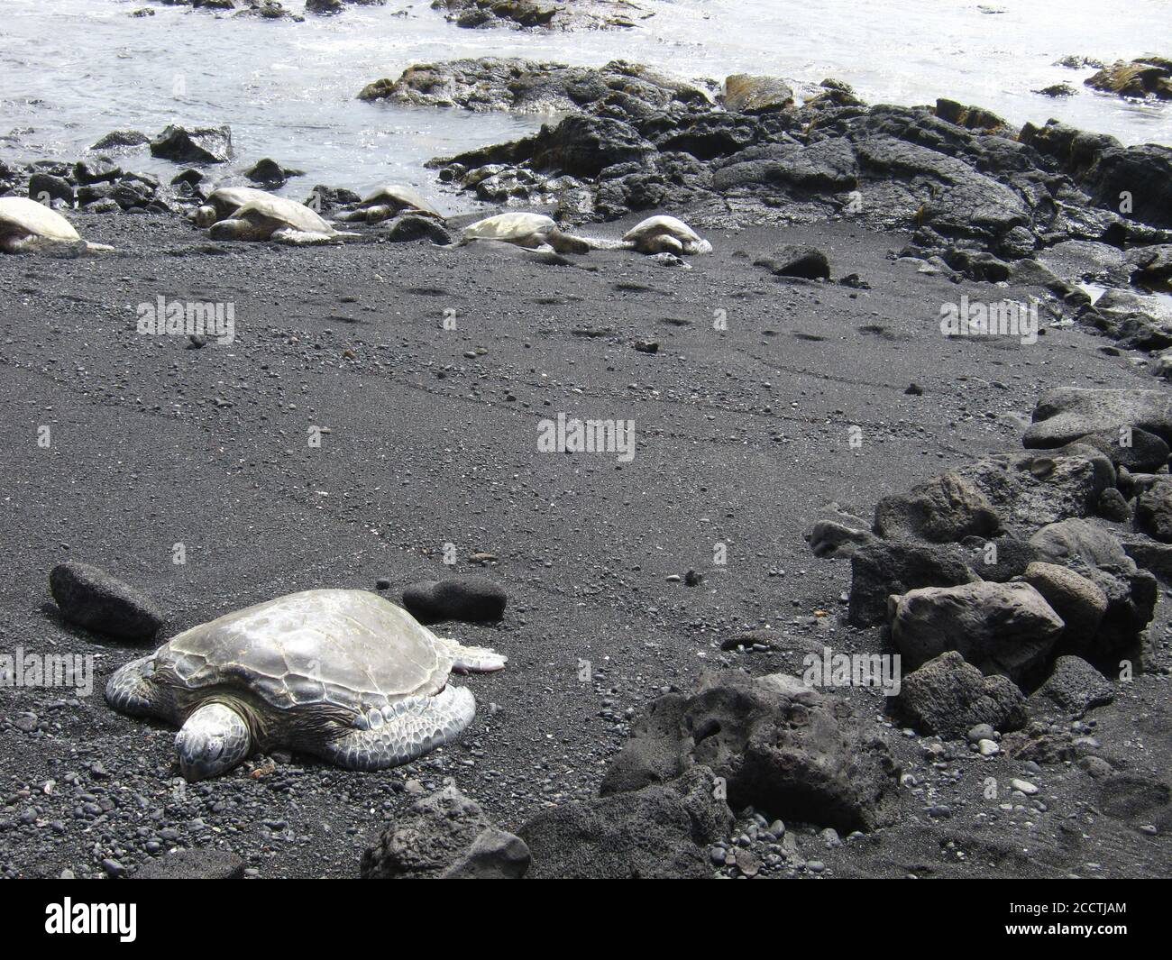 Grüne Meeresschildkröte Aalen auf schwarzen sand Strand Hawaii Big Island Pacific ocean Stockfoto