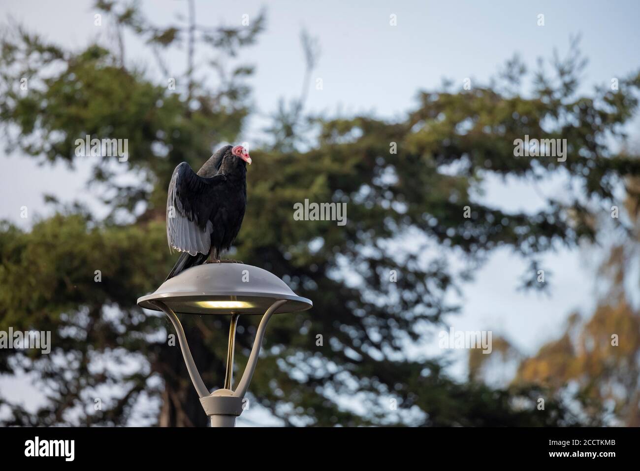 Putengeier (Cathartes Aura) auf einem Laternenpfosten. Chiloé. Los Lagos Region. Chile. Stockfoto