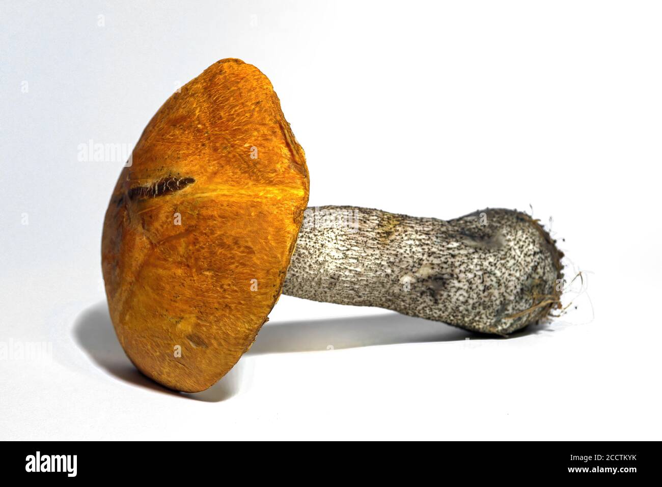 Leccinum Pilz isolieren auf einem weißen Hintergrund Nahaufnahme. Ein ganzer essbarer Pilz auf weißem Hintergrund. Stockfoto